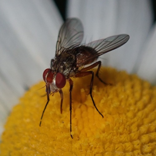 Ginglymia johnsoni