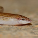 Eastern Snake Skink - Photo (c) AkshaykhandekarAK, all rights reserved, uploaded by AkshaykhandekarAK