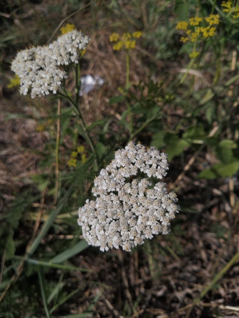 common yarrow from Буланаш, Свердловская обл., Россия, 623794 on July ...