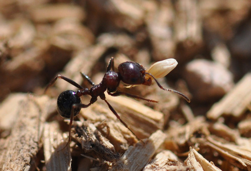 躁动收获蚁Messor instabilis