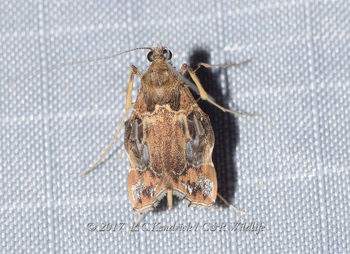 Teratauxta paradoxa
