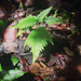 Selaginella haematodes - Photo (c) earthknight, todos los derechos reservados, subido por earthknight