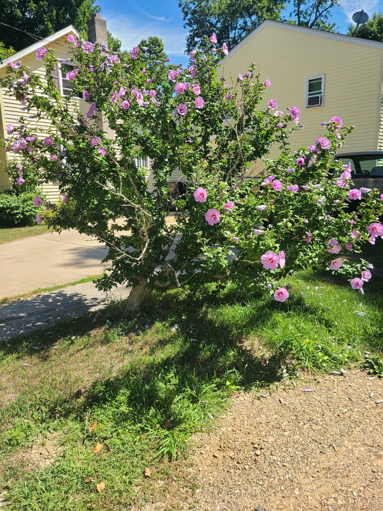 Tulipán Chino (Hibiscus syriacus) · NaturaLista Mexico