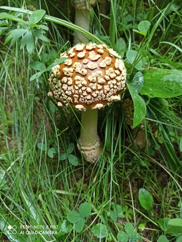 Royal fly agaric