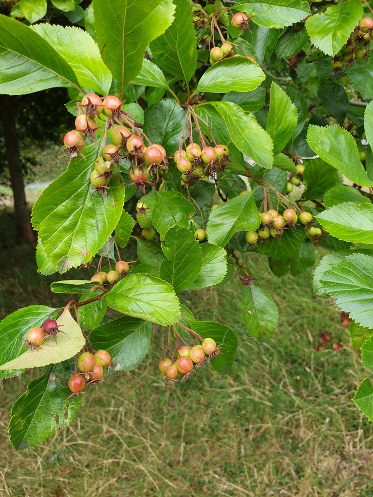 Broadleaved Cockspurthorn from Dunsford Gardens, Exeter EX4 1TE, UK on
