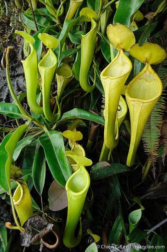 Nepenthes chaniana