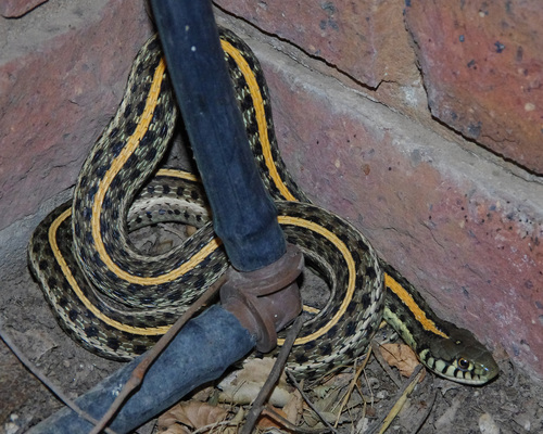 Plains Garter Snake
