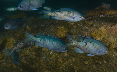 Blacksmith Chromis