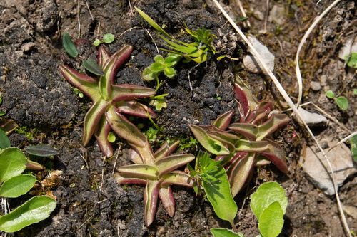 Pinguicula alpina