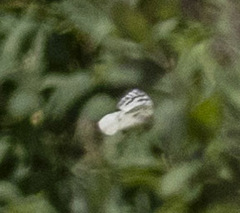 Parnassius clodius image