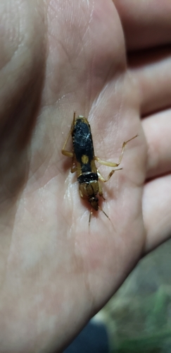 Sirthenea flavipes