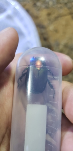 Anomala virens