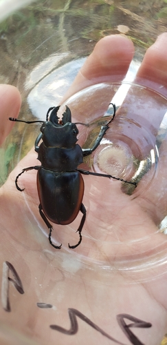 Odontolabis cuvera sinensis