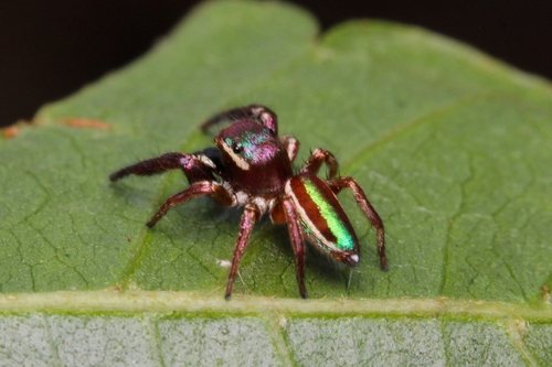 Bagheera kiplingi