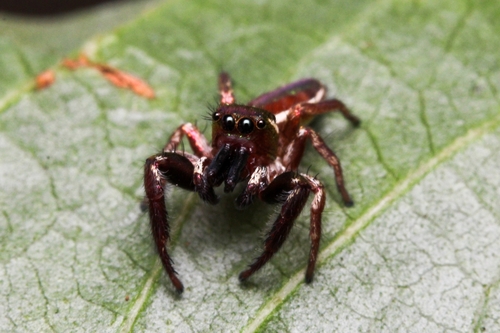 Bagheera kiplingi