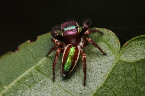 Bagheera kiplingi
