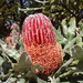 Banksia menziesii - Photo (c) Toms Aussie Animals, todos los derechos reservados, uploaded by Toms Aussie Animals