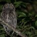Western Screech-Owl - Photo (c) Mason Maron, all rights reserved, uploaded by Mason Maron