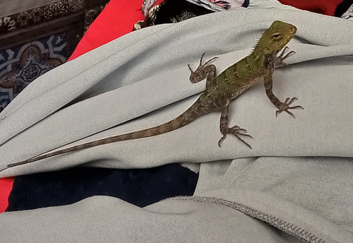 Indian Garden Lizard