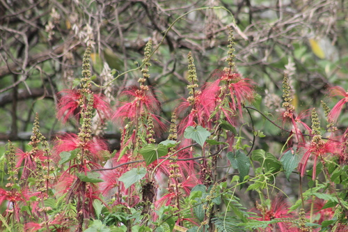 tree calliandra