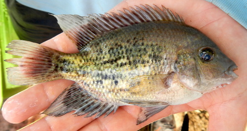 Twoband Cichlid