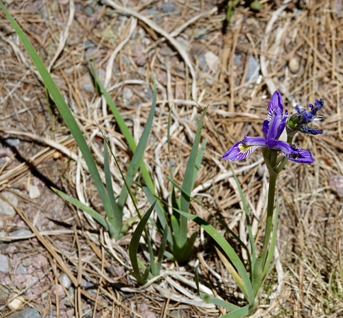 western blue flag