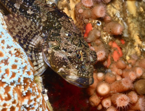 Padded Sculpin