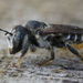 刺脛蜂族 - Photo 由 Henk Wallays 所上傳的 (c) Henk Wallays，保留所有權利