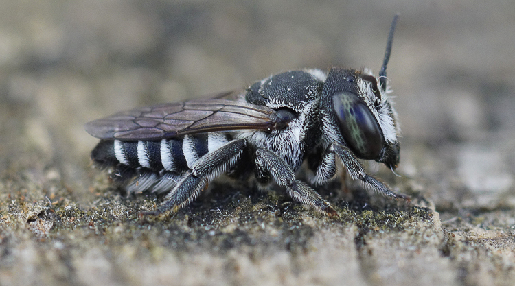 Apical leafcutter bee