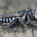 Megachile apicalis - Photo (c) Henk Wallays, todos los derechos reservados, uploaded by Henk Wallays