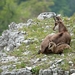 Northern Chamois - Photo (c) Fero Bednar, all rights reserved