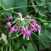 Allium allegheniense - Photo (c) jtuttle, כל הזכויות שמורות, uploaded by jtuttle