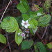 Rubus liebmannii - Photo 由 Oscar Abel Sánchez Velázquez 所上傳的 (c) Oscar Abel Sánchez Velázquez，保留所有權利
