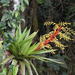 Vriesea altodaserrae - Photo (c) Maicon Molina, todos os direitos reservados, uploaded by Maicon Molina