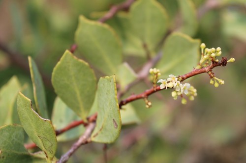 Gymnosporia heterophylla (Eckl. & Zeyh.) Loes.
