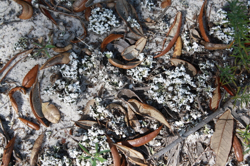 Dune Cup Lichen