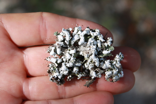Dune Cup Lichen