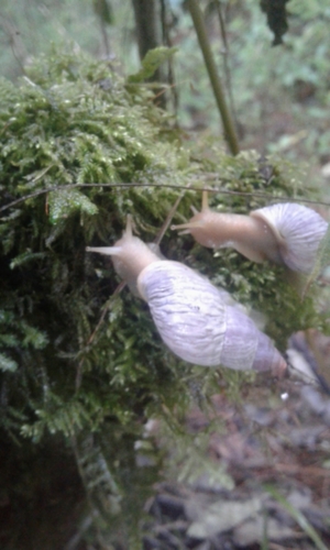 Mesembrinus sulcosus
