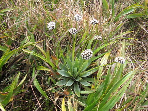 Paepalanthus planifolius