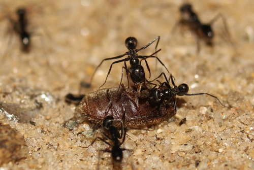 Dorymyrmex antarcticusDorymyrmex antarcticus