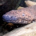Salamandras Gigantes Asiáticas - Photo (c) Benjamin Tapley, todos los derechos reservados, subido por Benjamin Tapley