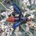 Blood-tailed Scoliid Wasp - Photo (c) Gordon Berman, all rights reserved, uploaded by Gordon Berman
