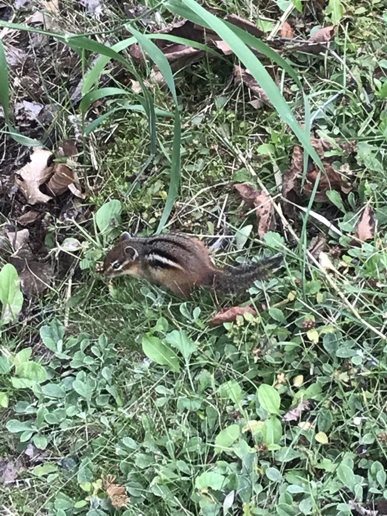 Eastern Chipmunk from Voyageurs National Park, International Falls, MN