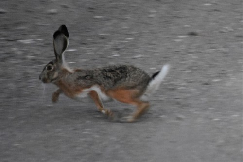 Granada Hare