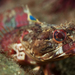 Onespot Fringehead - Photo (c) Phil Garner, all rights reserved, uploaded by Phil Garner