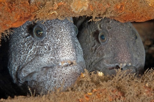Wolf Eel