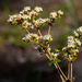 Dogtongue Buckwheat - Photo (c) Scott Simmons, all rights reserved, uploaded by Scott Simmons