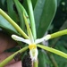 Epidendrum pseudonocturnum - Photo (c) diegopatino, כל הזכויות שמורות, uploaded by diegopatino