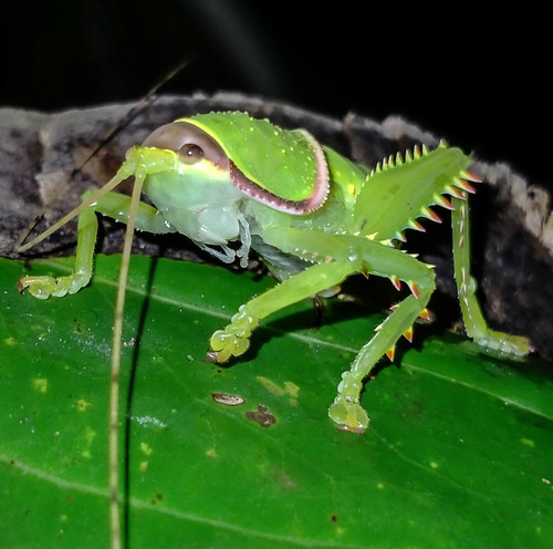キョジンツユムシ (Pseudophyllus titan) · iNaturalist