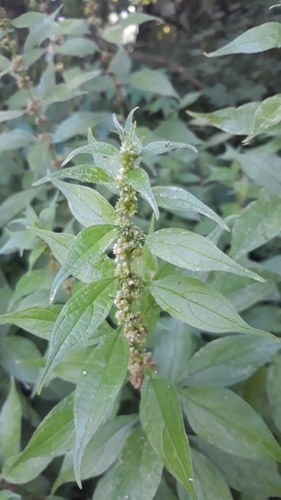 Parietaria officinalis